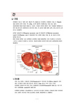 간, 췌장, 담낭의 구조와 기능 레포트