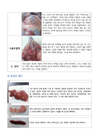 실험동물학 랫드 해부 보고서 레포트 실험동물학 랫드 해부 보고서 레포트