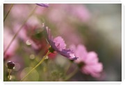코스모스 이미지 가을풍경 꽃 갈대 사진 26장 3840*2560*24b