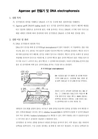 [일반생물학실험] Agarose gel 만들기 및 DNA electrophoresis