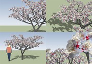 [스케치업 3D 수목] 스케치업 매화나무