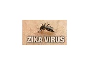 zikavirus, 지카바이러스