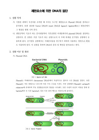 [일반생물학실험] 제한효소에 의한 DNA의 절단