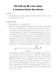 [생명과학실험]SDS PAGE gel 제조 &amp; Gel Loading &amp; Coomassie Brilliant Blue Staining