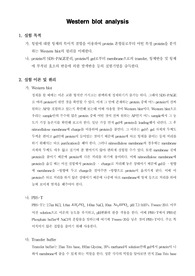 [생명과학실험]Western blot analysis