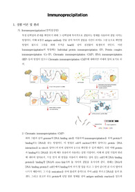 [생명과학실험] Immunoprecipitation