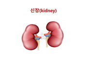 신장 (Kidney) - PPT