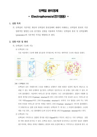[화학공학실험]Electrophoresis - 전기영동
