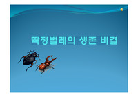 딱정벌레의 생존 비결-과학적 고찰
