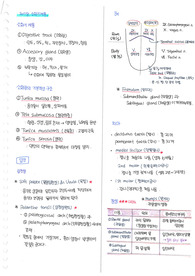 [해부학]chapter7. 소화기계통