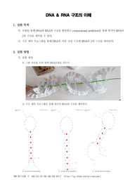 [일반생물학실험] DNA &amp; RNA 구조의 이해