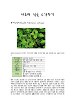 아로마 테라피- 아로마 식물소개