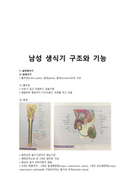남성 생식기 구조와 기능