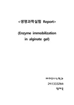 효소 고정화 실험 (Enzyme Immobilization in alginate gel)