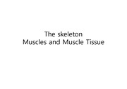 The skeleton Muscles and Muscle Tissue (ADAM 이미지 이용)