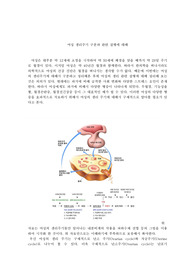 여성의 생리주기 구분과 관련질병에 관하여