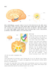 뇌에 관한 기초 정리