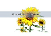 PowerPoint Template (해바라기)