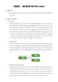 [분자생물학실험]형질전환 - 세균세포에 의한 DNA uptake