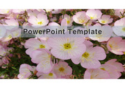 PowerPoint Template (꽃) v7