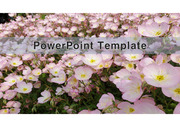 PowerPoint Template (꽃) v8