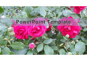 PowerPoint Template (장미) v1