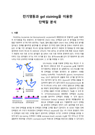 전기영동과 gel staining을 이용한 단백질 분석