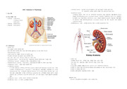Urology anatomy