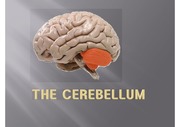 소뇌 구조 (cbll,cerebellum)