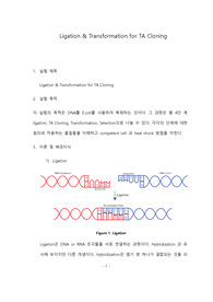 포항공대 화학생명공학실험[포스텍 A]Pre-Report (Ligation &amp; Transformation for TA Cloning)