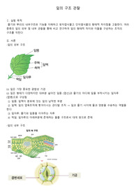 잎의 구조 관찰 결과보고서