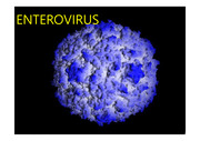 Polio Virus (폴리오 바이러스)