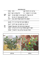 초등 숙제_토마토 재배 보고서