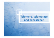 [미생물학] 텔로미어 telomere 발표 ppt