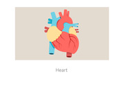 heart anatomy, 심장 해부학