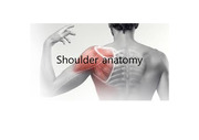 shoulder anatomy, 어깨 해부학