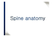 Spine anatomy 