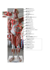 인체구조와 기능 우리몸의 근육 위치와 사진