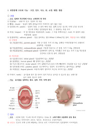 [성인간호학] 위장관계 구조와 기능 보고서 A+