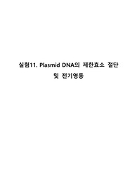 plasmid DNA의 제한효소 절단 및 전기영동 A