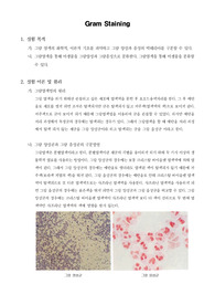 [생명과학실험]Gram Staining