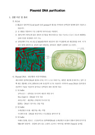 [일반생물학실험]Plasmid DNA purification