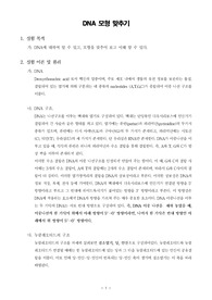 [일반생물학실험]DNA 모형 맞추기
