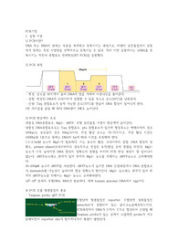 PCR 실험 보고서