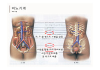 해부생리학_비뇨기계