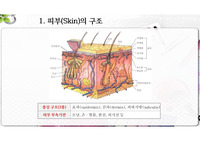 피부의 정의 및 구조(표피,진피,피아조직)와 기능