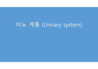 A+ 해부학-비뇨기계(콩팥,요관,방광,요도,콩팥의내분비)