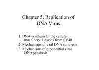 DNA virus 구조와 특징