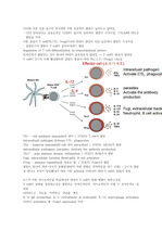 A+ 받은 면역학 정리 요약본 시험자료