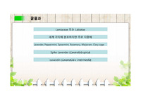 에센셜 오일 꿀풀과(스파이크 라벤더, 라반딘, 스윗 바질, 멜리사, 파촐리, 세이지, 타임, 히솝)